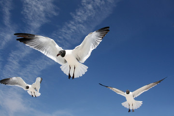 sea gulls in flight