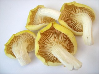 Four Yellow Oyster Mushrooms