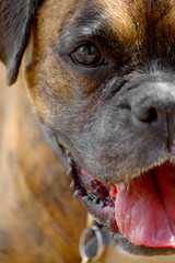 boxerdog