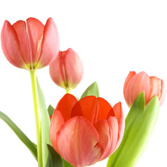 red tulips