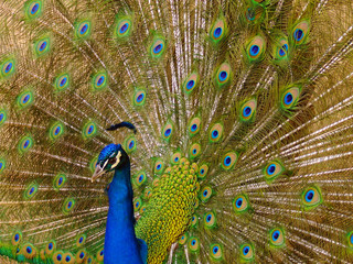 Fototapeta premium peacock in a zoo