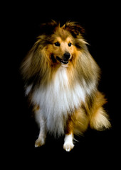 shetland sheepdog