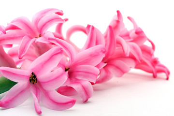 Hyacinths flowers.