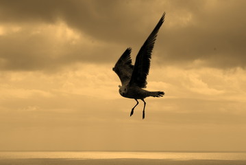 in volo 