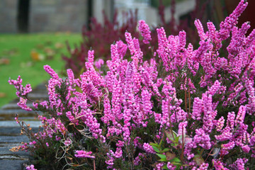 Pink blooming of the beautiful heather - obrazy, fototapety, plakaty