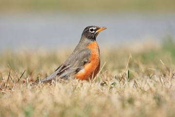 Fototapeta premium First Sign Of Spring - American Robin