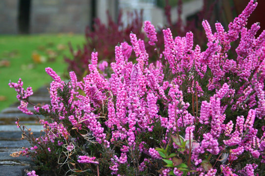 Pink blooming of the beautiful heather