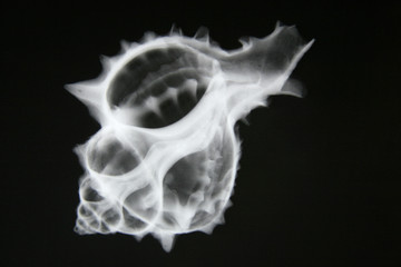 X-ray seashell