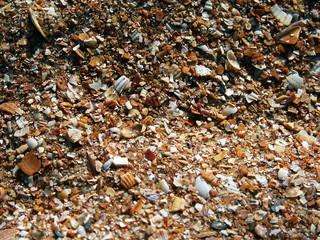 Broken sea shells texture.