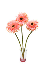 Gerber daisies isolated on the white background