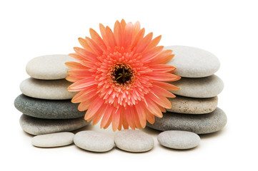 Red gerber daisy and pebbles isolated on white