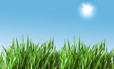 Green glass against the blue sky with sun