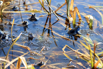 Frogs and frogspawn