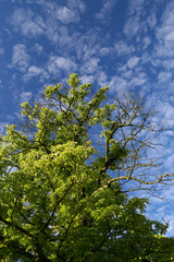 sky & tree