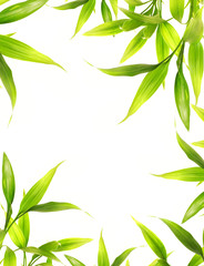 Beautiful bamboo leaves border over white background