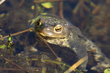 Grasfrosch
