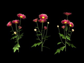 fleurs chrysantèmes © Ericus