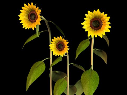  Tournesol Sunflower 