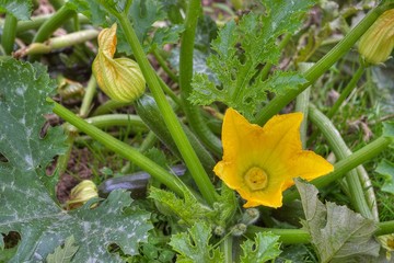 Floraison de courgettes