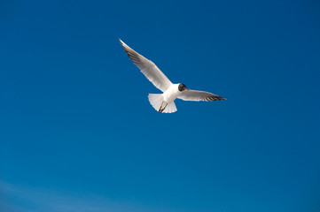 Fototapeta na wymiar Lonely seagull in a blue sky
