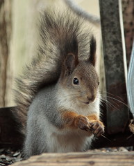 Squirrel eating