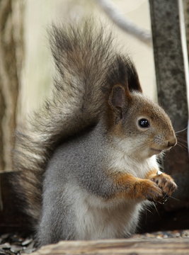 Squirrel in the birds' cratch
