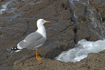 Gaviota