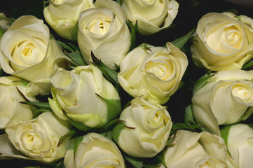 a bouquet of white roses