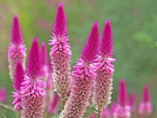 Obraz premium célosie