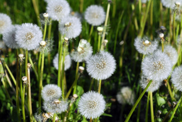 Pusteblumen,Löwenzahn 