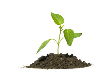 plant
