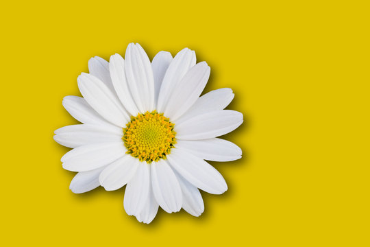 Margherita su sfondo giallo