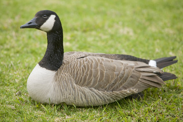 Goose Sitting