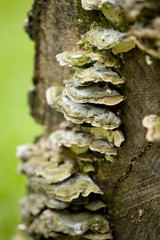 Fungus on Tree Stump 4