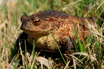 Erdkröte