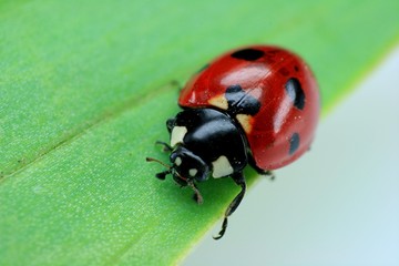 Marienkäfer