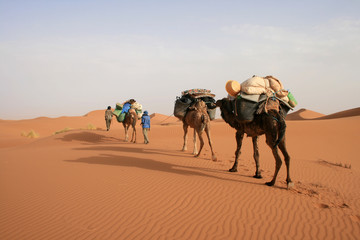 Randonnée chamelière dans le Sahara