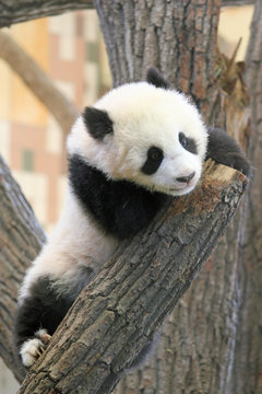 bébé panda