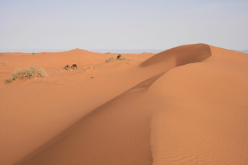 Fototapeta na wymiar Dromadaires dans les dunes du Sahara