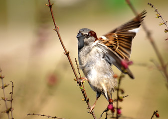 sparrow