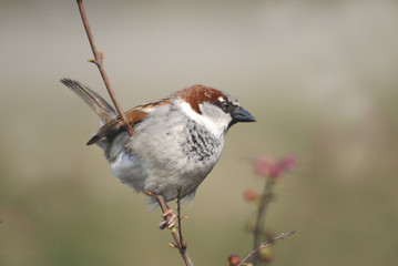 Fototapeta premium sparrow