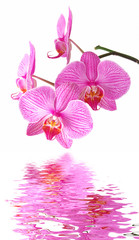 Pink orchid reflection