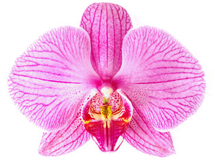 Naklejka na ściany i meble Różowa orchidea