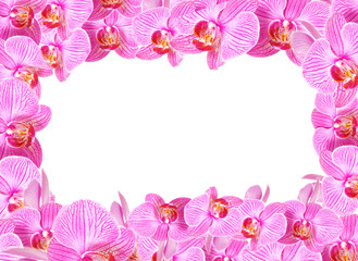 Frame made from orchid flowers