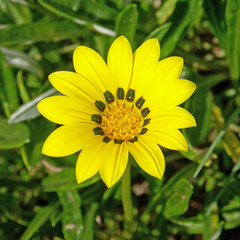 fleur soleil jaune
