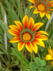 fleur soleil