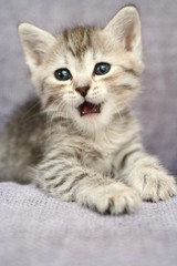 Fototapeta na wymiar Small grey kitten with the open mouth