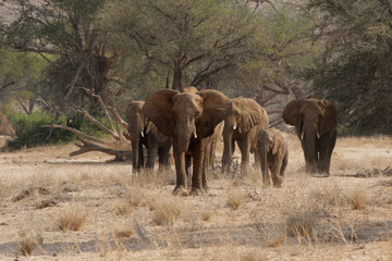 Naklejka na ściany i meble Słonie pustyni w Namibii