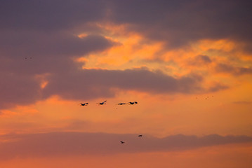Fototapeta premium Sunrise on migrating cranes, Israel