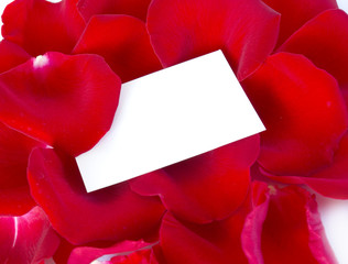 petals rose